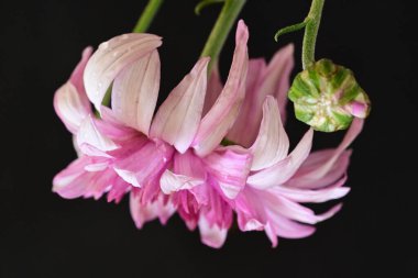 Bahçedeki pembe çiçekleri kapat.