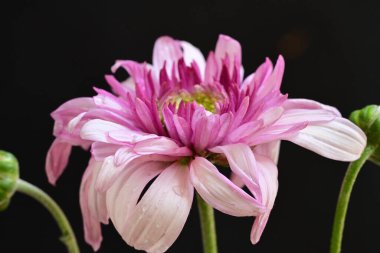 Bahçedeki pembe çiçekleri kapat.