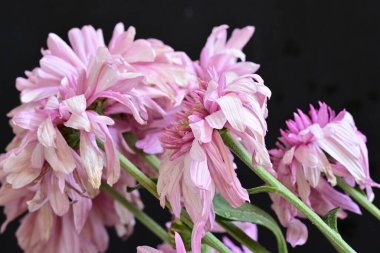 Bahçedeki pembe çiçekleri kapat.