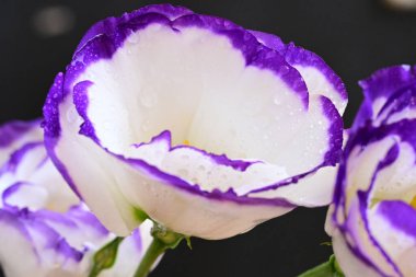 Güzel beyaz ve mor Eustoma çiçekleri, yakın görüş