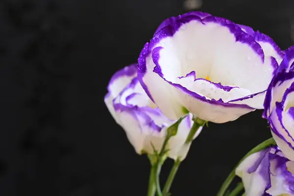 Gyönyörű Fehér Lila Eustoma Virágok Közelről — Stock Fotó