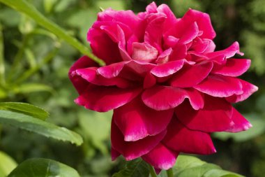 Gül çiçek pembe, yakın çekim