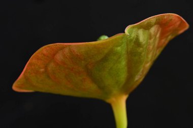 Görünümü güzel çiçek açan kırmızı çiçekleri kapatın