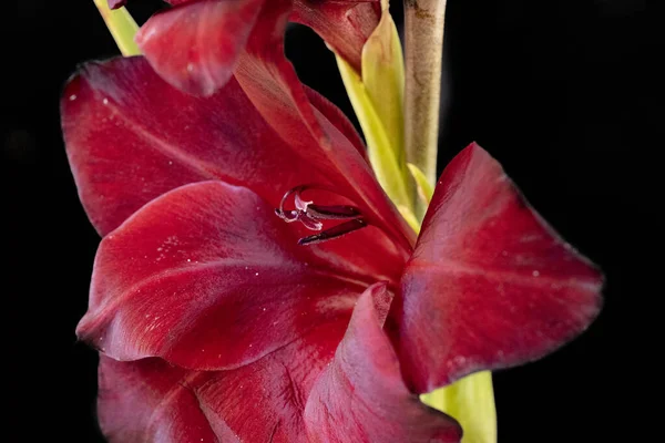 Zblízka Pohled Krásné Kvetoucí Červené Květy — Stock fotografie