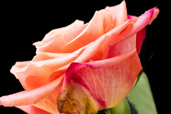 Close Beautiful Pink Rose Black Background — Stock Photo, Image