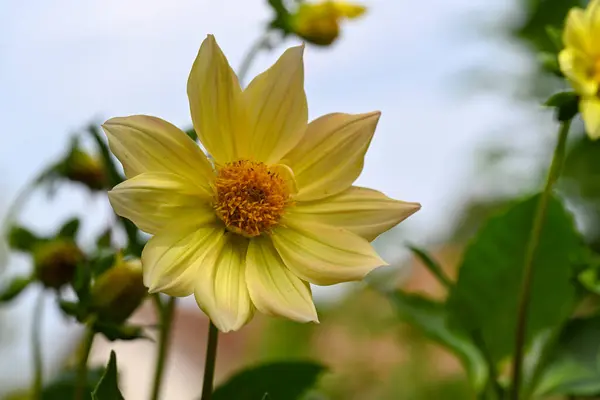 Beautiful Yellow Flowers Close View — Stock Photo, Image
