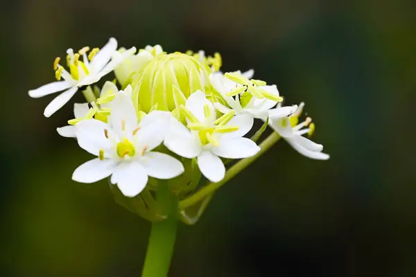 Bahçede Beyaz Çiçekler — Stok fotoğraf