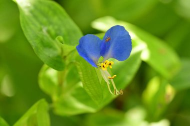 Bahçedeki güzel mavi çiçekler