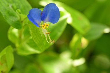 Bahçedeki güzel mavi çiçekler