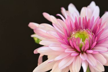 Bahçedeki pembe çiçekleri kapat.