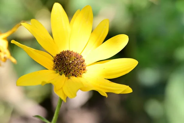 Hermosas Flores Amarillas Vista Cercana — Foto de Stock