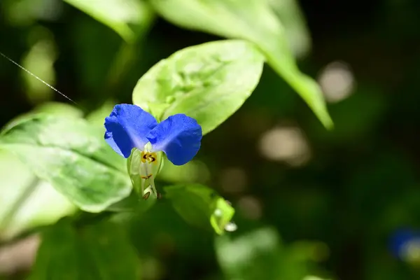 Όμορφα Μπλε Λουλούδια Στον Κήπο — Φωτογραφία Αρχείου