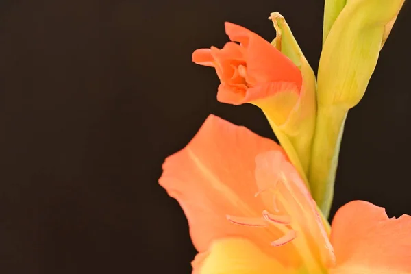 Närbild Vackra Blommande Orange Blommor — Stockfoto