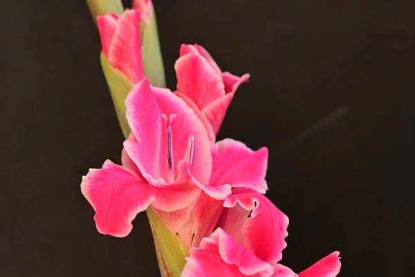 Close Flores Cor Rosa Jardim — Fotografia de Stock
