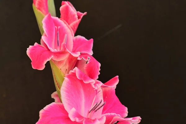 Close Pink Flowers Garden — Stock Photo, Image