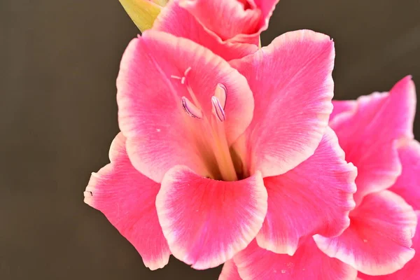 Närbild Rosa Blommor Trädgården — Stockfoto