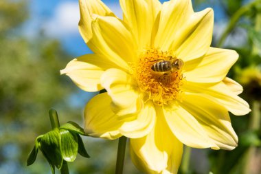 Arı çiçek pollinating sarı