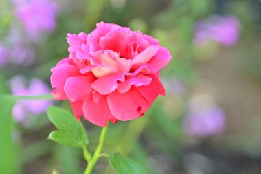 Bahçedeki pembe gül