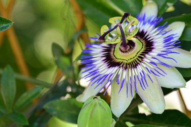 # Bahçedeki güzel çiçekleri #