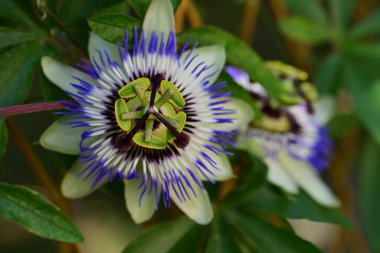 # Bahçedeki güzel çiçekleri #