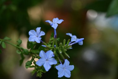 Bahçedeki güzel mavi çiçekler