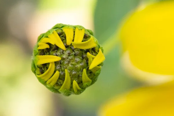 Piękne Żółte Kwiaty Widok Bliska — Zdjęcie stockowe