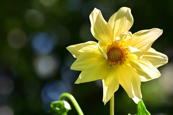 美しい黄色の花 ビューを閉じます — ストック写真