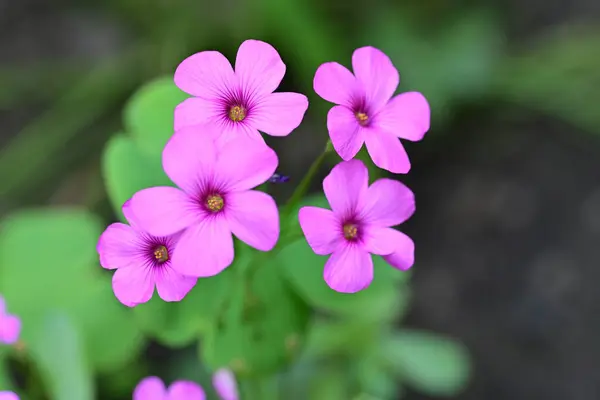 Nahaufnahme Von Rosa Blumen Garten — Stockfoto