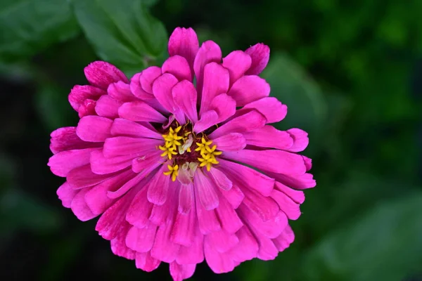 정원에 분홍빛 꽃들의 — 스톡 사진