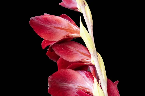 Nära Håll Utsikt Över Vackra Blommande Röda Blommor — Stockfoto