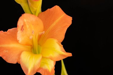 Güzel çiçek açan portakal çiçeklerinin yakın görüntüsü