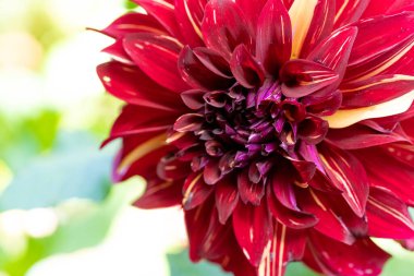 Görünümü güzel çiçek açan kırmızı çiçekleri kapatın