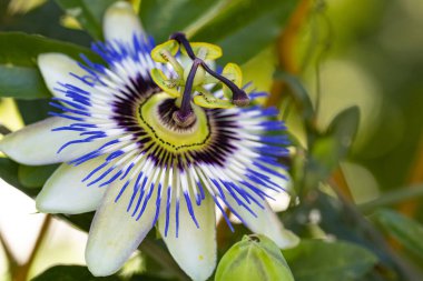 # Bahçedeki güzel çiçekleri #