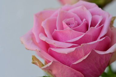 Güzel pembe gülün yakın çekim görüntüsü