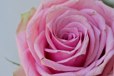 Güzel pembe gülün yakın çekim görüntüsü