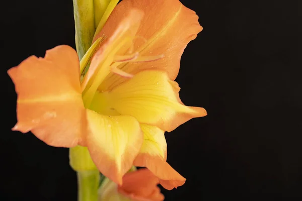 Közeli Kilátás Gyönyörű Virágzó Narancs Virágok — Stock Fotó