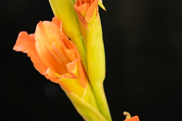 Närbild Vackra Blommande Orange Blommor — Stockfoto