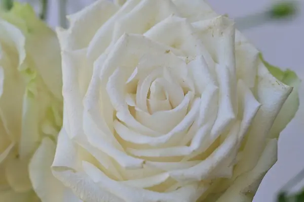 Białe Róże Widok Bliska — Zdjęcie stockowe
