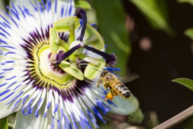 Bahçesinde güzel çiçekleri olan bir arı.
