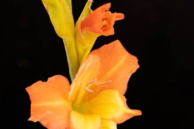 Güzel çiçek açan portakal çiçeklerinin yakın görüntüsü