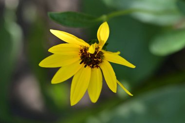 Bahçedeki sarı çiçekler