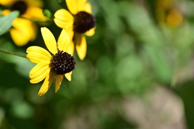 Bahçedeki sarı çiçekler