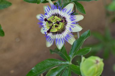 # Bahçedeki güzel çiçekleri #