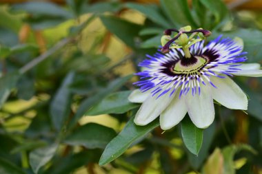 # Bahçedeki güzel çiçekleri #