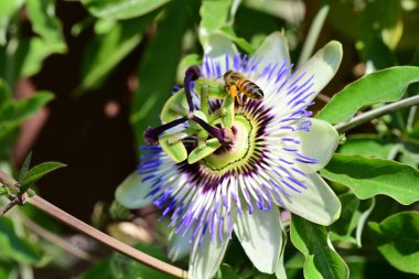 Bahçesinde güzel çiçekleri olan bir arı.
