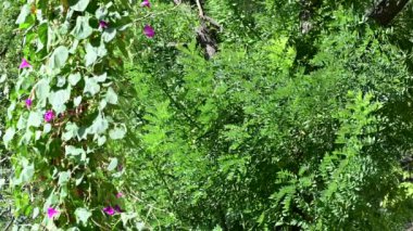 Bahçede yeşil yapraklar