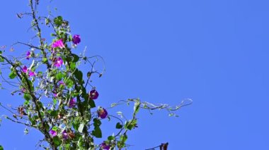 Bahçedeki güzel mor çiçekler