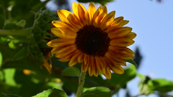 Gelbe Sonnenblume Garten Nahsicht — Stockvideo