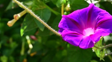 Bahçedeki güzel mor çiçekler