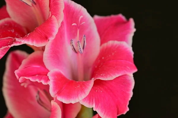 黑色背景上美丽的粉红色花朵 — 图库照片